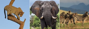 Eastern Cape Safari