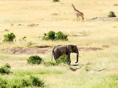 Elephant and giraffe in the Masai Mara