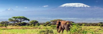 Elephant and Mt Kilimanjaro, Amboseli National Park