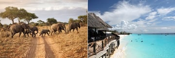 Tanzania elephant herd & Zanzibar beachfront