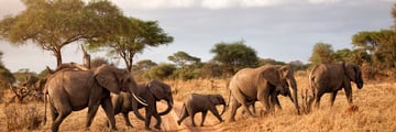 Elephant herd roaming together in Tarangire National Park