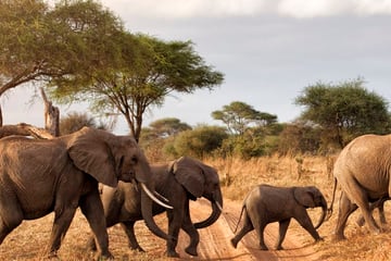 Elephant herd roaming together in Tarangire National Park