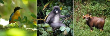 Elephant Hills, Khao Sok, Wildlife - Blue Winged Pitta Bird, Dusky Langur and Gaur