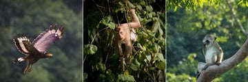 Elephant Hills, Khao Sok, Wildlife - Eagle, Long Tailed Macaque and Long Tailed Macaque