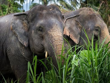 Elephants at Elephant Hills, Khao Sok