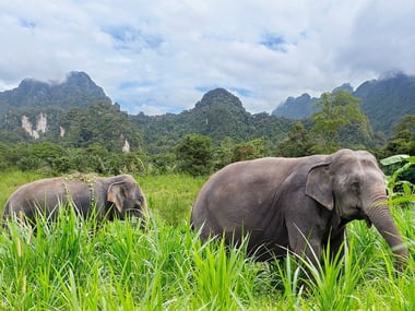 Elephants at Elephant Hills, Khao Sok