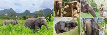 Elephant Hills, Khao Sok, National Park Elephants - No Elephant Riding Permitted