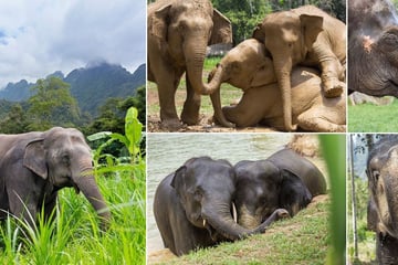 Elephant Hills, Khao Sok, National Park Elephants - No Elephant Riding Permitted