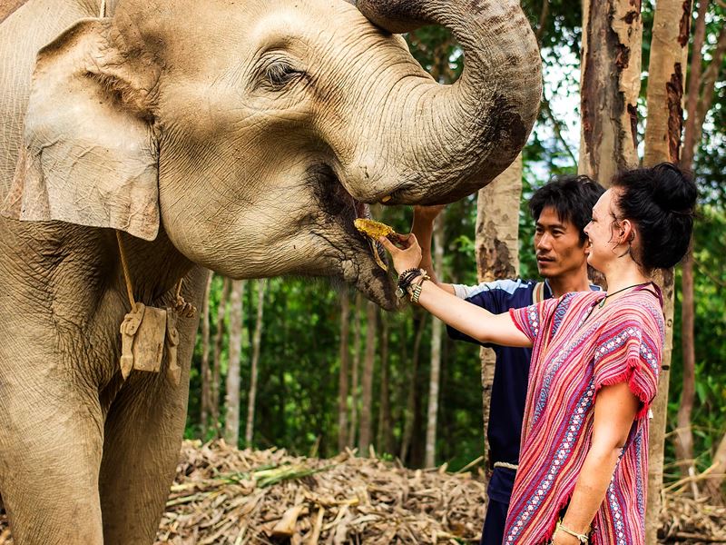 Elephant Jungle Sanctuary, Chiang Mai