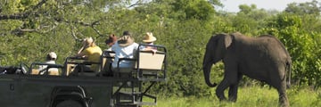 Discovering elephants on a game drive in South Africa
