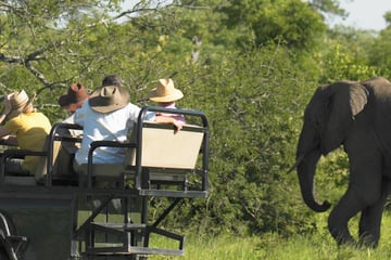 Discovering elephants on a game drive in South Africa