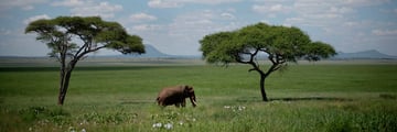 Elephant sighting at Tarangire National Park