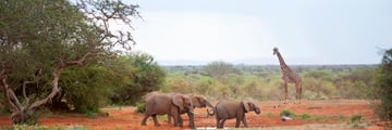 Kenya waterhole