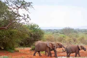 Kenya waterhole