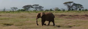 Amboseli Serena Safari Lodge