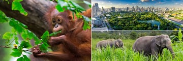 Orangutan, elephants and Bangkok