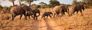 Elephant herd in Tanzania