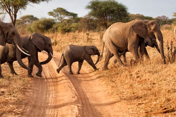 Elephant herd in Tanzania