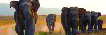 Elephants in Corbett National Park, India