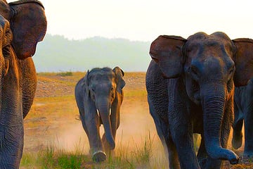 Elephants in Corbett National Park, India