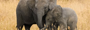 Elephants in Kenya