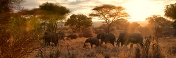 Elephants in Tarangire National Park