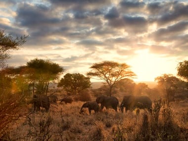 Elephants in Tarangire National Park