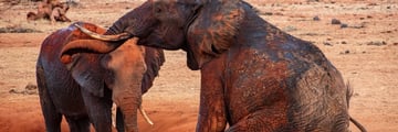 Elephants in Ngutuni