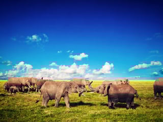 Elephants on savannah at Amboseli National Park