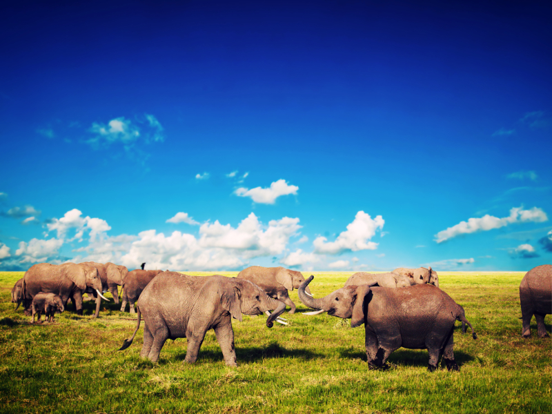 Elephants on savannah at Amboseli National Park