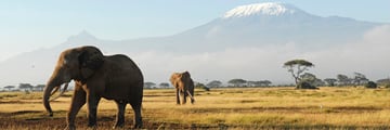 Elephants with Kilimanjaro backdrop