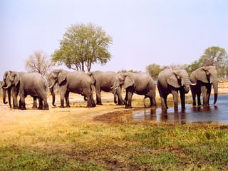 Elephants roam the delta