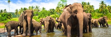 Elephants in Sri Lanka
