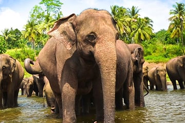 Elephants in Sri Lanka