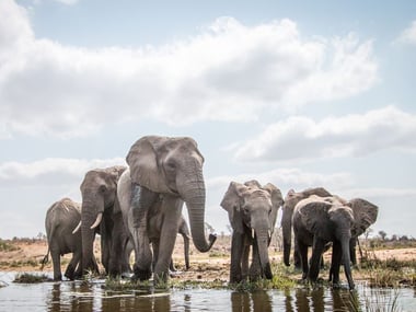 Elephants at the watering hole, Kruger National Park