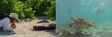 Iguanas and turtles in Galapagos
