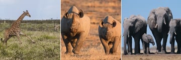 Etosha National Park wildlife