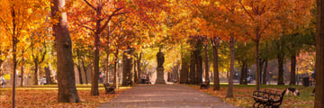 Commonwealth Avenue in Autumn at Fairmont Copley Plaza
