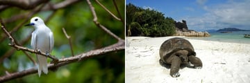 Seychelles Fairy Fern & Giant Tortoise