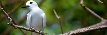 Fairy Tern Seychelles