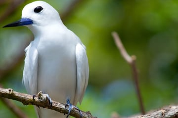 Fairy Tern Seychelles