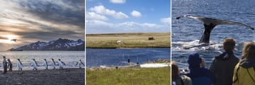 Falkland Islands & Antarctic wildlife sightings