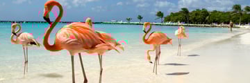 Flamingos in Aruba