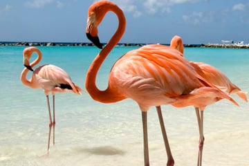 Flamingos in Aruba
