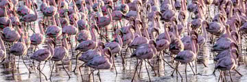 Flamingo in Namibia