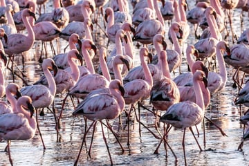 Flamingo in Namibia