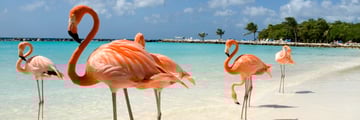 flamingoes aruba