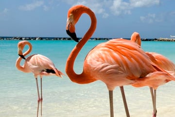 flamingoes aruba