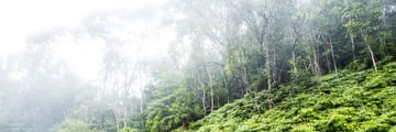 Misty Daintree Rainforest