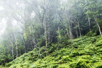 Misty Daintree Rainforest